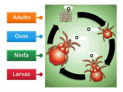 Ciclo dos Ácaros