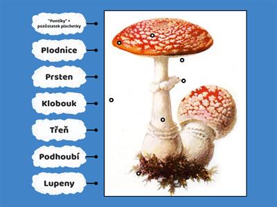 Popis těla houby - lupenaté 