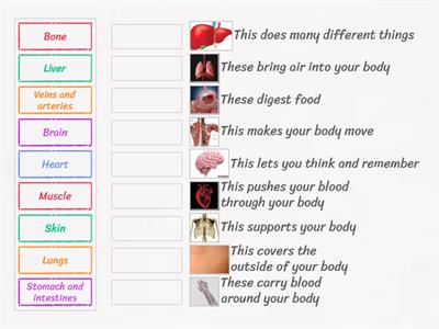 Organs Functions