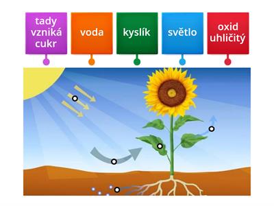 Průběh fotosyntézy