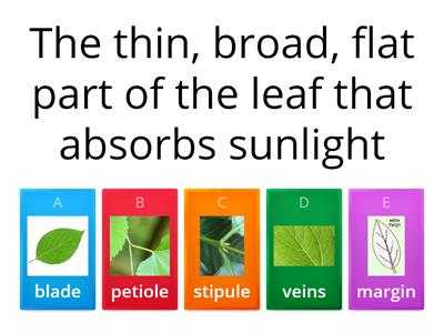 Parts of a Leaf