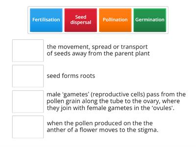 Life cycle of a flowering plant