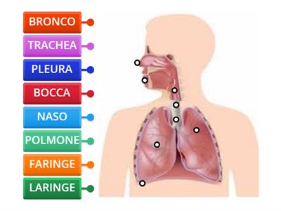 Apparato respiratorio: organi