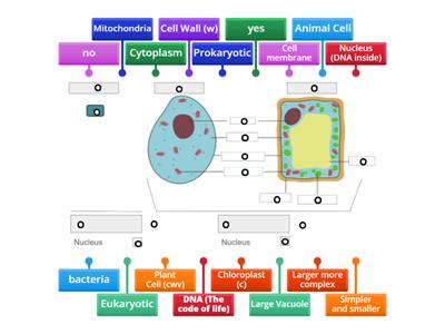 Label [(Plant)] and (Animal) Cells: "Cells Will Vary (cwv)"