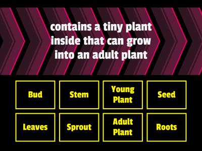 Plant Life Cycle Matching game