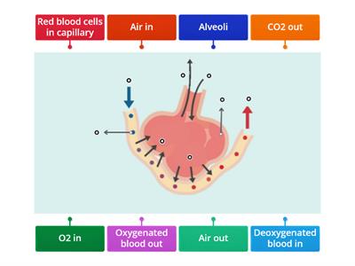 Human Gas Exchange Diagram