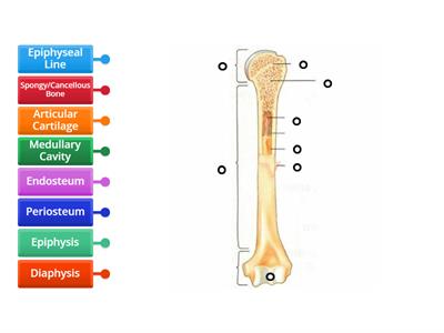 Long bone