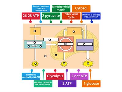 Cellular Respiration diagram- AP Biology