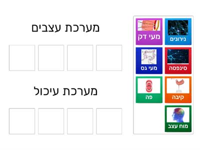 מערכות גוף