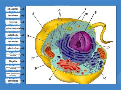 Animal Cell Labeling
