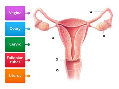 Female Reproductive System v2 