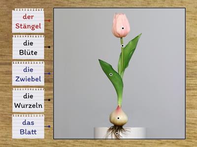 Die Teile einer Blume