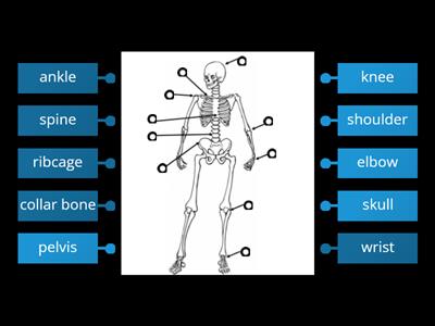 Year 3 Animals Including Humans - Key Knowledge Skeleton Diagram