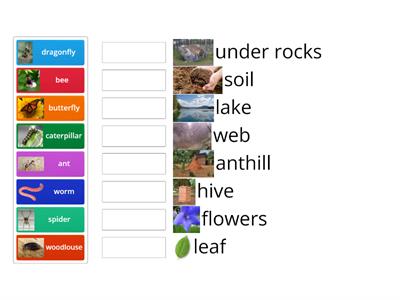 Minibeast Habitats