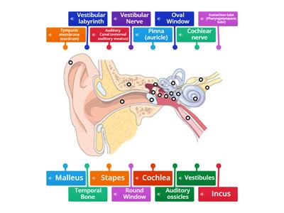 Medical Assisting: Sensory System (Ear Labeling)