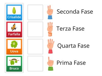 La metamorfosi di una farfalla