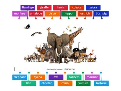 animals from africa and australia