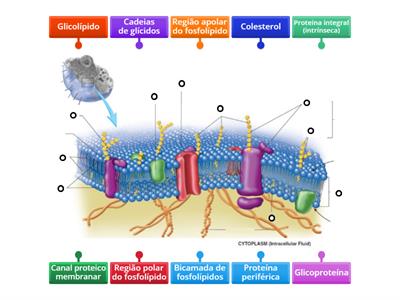 Membrana Plasmática 3