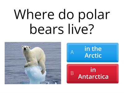 Polar bear quiz