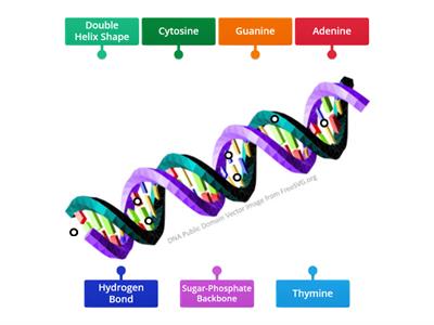 DNA Molecule Labeling