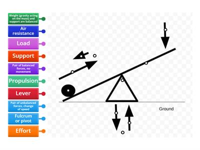 Y6 Trebuchet forces