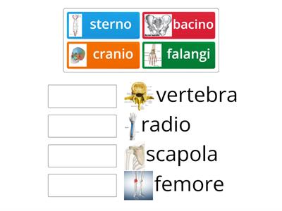 Apparato Scheletrico Bambini - Risorse Didattiche