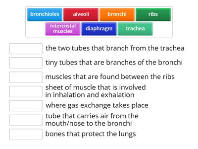 Gas Exchange System