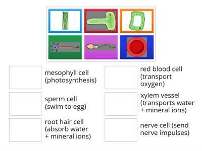 L4 Specialised cells Prove it 1