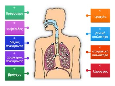 ΤΑΙΡΙΑΣΜΑ_όργανα αναπνευστικού συστήματος