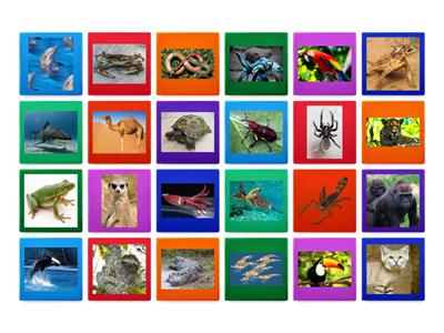 Desert, Ocean and Rainforest animals LS4 Summer Gr9/10 L 2