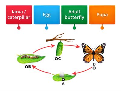  Metamorphosis:  Butterfly Life Cycle
