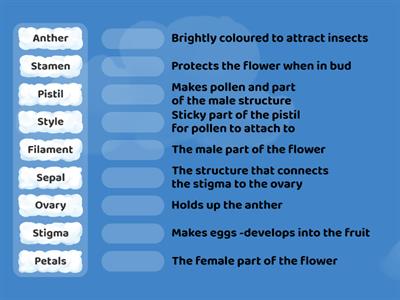  Parts of flower Match up