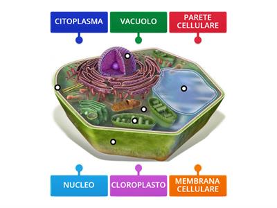 La cellula vegetale