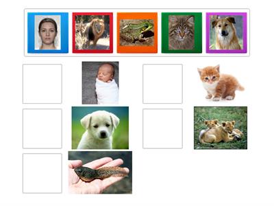 match the animals with their young ones