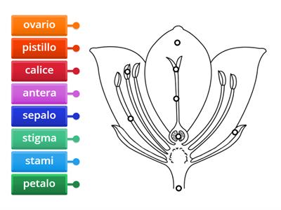 parti del fiore