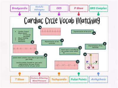 Cardiac Cycle Vocab Matching