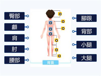 翰林國中健體1上－人體外部構造－背面篇