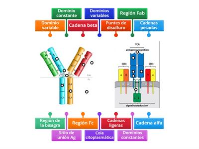 Estructura de inmunoglobulinas y TCR