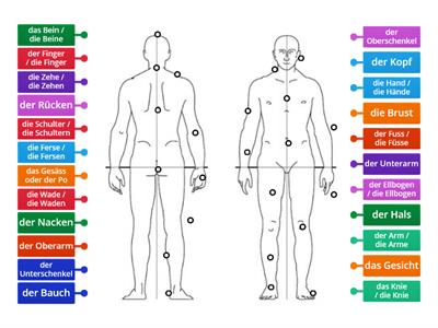 Wie heissen die Körperteile?