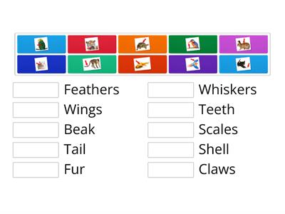 3rd Grade: Match Unit 3: Animal World