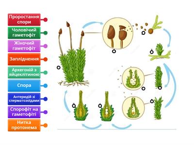 Цикл розвитку мохів