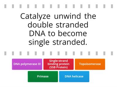 DNA replication