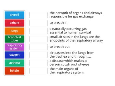 respiratory system