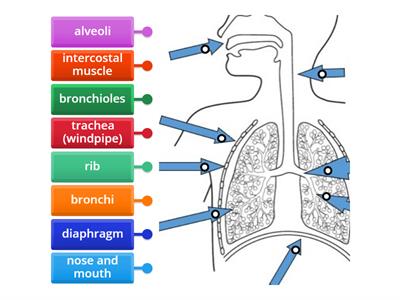 CAX KS4 Label the breathing system