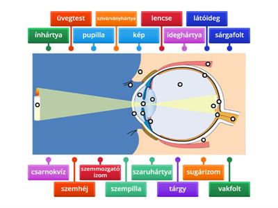 Szem felépítése