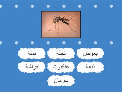 Arabic - Insect