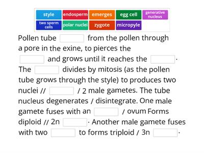 Describe the process of double fertilisation beginning with pollen germination