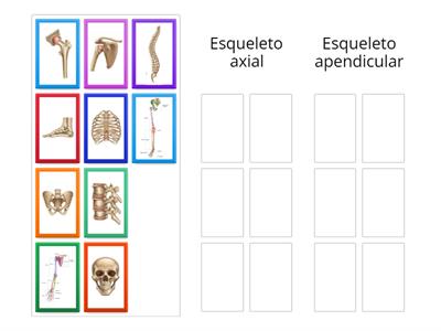 01.Esqueleto axial e esqueleto apendicular