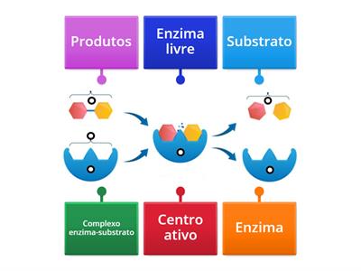 Intervenientes na reação enzimática