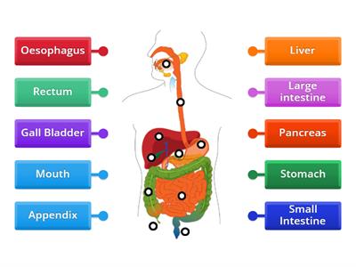 Label diagram of the digestive system